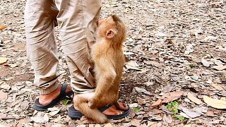 Excellent! Queen Sovana is friendly with Tourist so she hugs leg of tourist