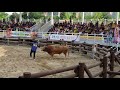 의령소싸움경기장 대태백 결승전 부흥 불뫼 ox fight stadium 闘牛競技場。 สนามแข่งขันต่อสู้วัว 2019.4.22