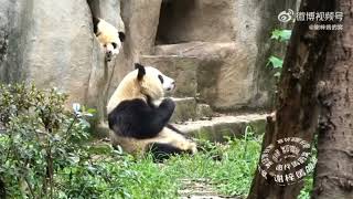 Hehua is sleeping at the windowsill, Heye is just sitting there with her🥰🐼🐼|Panda HappyLand