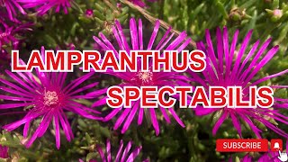 Lampranthus spectabilis (Trailing Ice Plant)