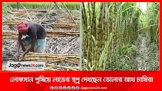 লোকসান পুষিয়ে লাভের স্বপ্ন দেখছেন ভোলার আখ চাষিরা | Jagonews24.com