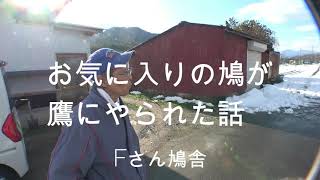 お気に入りの鳩が鷹にやられた話　Fさん鳩舎