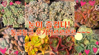 [12월26일]분채배송🟡니스, 야스민, 스타마크 등 따글따글 색갈 고운아이들로만~ #강남다육 #01048583904 #다육이 #다육식물 #특가다육 #多肉植物