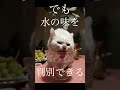 猫の豆知識.雑学シリーズ🐈