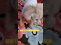 こんな咳してませんか？　まずはこれに変えるだけ♥️ 20yearsold dog toypoodle トイプードル 気管虚脱