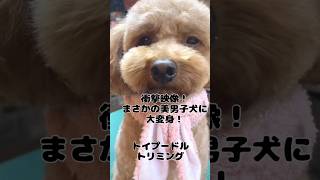 トリミングサロン】可愛い❤️トイプードル【ビフォーアフター】  #トイプードル# dog grooming JAPAN#大変身#犬#love#dog  #SIBA #いぬ#柴犬#ハロウィン