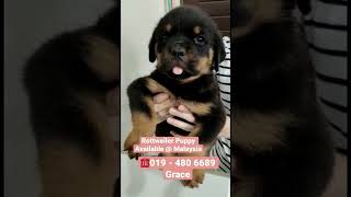 019 - 480 6689 Grace. Rottweiler Puppy Available @ Malaysia. Male puppy. 2 month old.