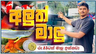 අලුත් මාලු || Aluth Malu || Chamath Aquarium