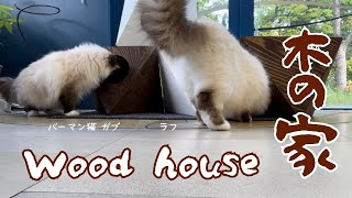 バーマン猫ガブとラフとミカとウリ【木の家】Wood house（バーマン猫）Birman/Cat