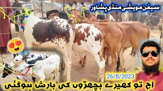 Saifan Maweshi Mandi Peshawar New Updates 26/8/2023 | Sabse Saste Bachry  2024 | Izhar Ali Shah vlog