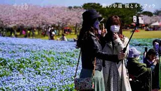 カメラマンリポート「海の中道海浜公園」～ピンクと青の競演　福岡