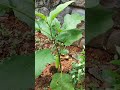 വഴുതന പൂക്കനും കായിക്കാനും ഒരു ടിപ്സ് vazhuthana krishi tips brinjal cultivation