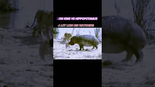 Hippopotamus 🦛 vs lion#shorts #trending #animals #wildlife #hunting