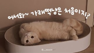 VLOG | 먼치킨 고양이 모찌의 하루 | 고양이 브이로그 | 가래떡냥 육묘일기 (ft. 미어캣)