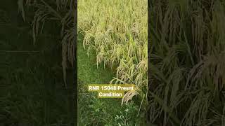 RNR 15048 Paddy Good Yield#HightechFarming #paddy