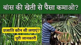 बांस की प्रजाति? | बांस की कैसे करें | आमदनी और प्रॉफिट की पूरी जानकारी | Bamboo Farming In India