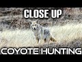 Coyotes At Close Range In 4K | New 2024 Footage