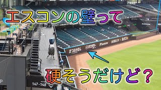 エスコンフィールド北海道・外野フェンスはどうなっているの？選手を怪我から守る工夫