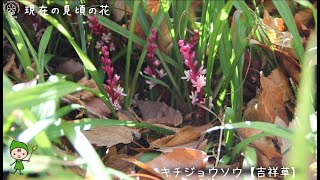 【福岡市植物園】2021.12.4 現在の見頃の花