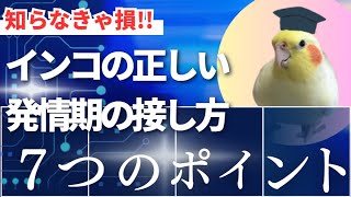 インコの正しい発情期の接し方～7つの注意ポイント【きなこのお父さんのHOW TO BIRD】オカメインコと愉快な仲間たち