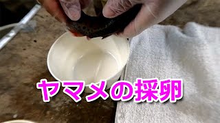 ＜プチ動画＞ヤマメの採卵