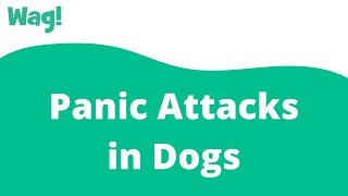Panic Attacks in Dogs | Wag!