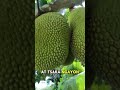 jackfruit how did we produce so much fruit in a single tree