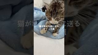 猫が幸せな時に送るサイン3選 #猫 #ねこ #猫動画 #猫のいる暮らし #保護猫 #雑学 #猫との暮らし #猫好きさんと繋がりたい #猫のいる生活 #猫好き #ねこ動画 VOICEVOX:ずんだもん