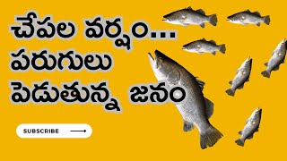 రోడ్డు పై చేపల వర్షం చేపల వెంట జనం || FISH RAIN IN SRIKAKULAM DISTRICT || ROWTHULA SIISTERS