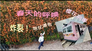 春天的呼喚！乘坐“春天的列車”賞深圳漫山遍野的櫻花🌸粉紅白羊蹄甲「香港市花洋紫荊」為妳開路滿目的橙紅「炮仗瀑布」在春日暖陽中歡快地“炸裂” Shenzhen in spring