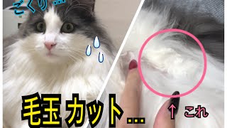 病院で毛玉カットしてきました！【ノルウェージャンフォレストキャット】