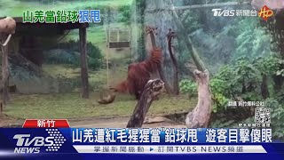 山羌遭紅毛猩猩當「鉛球甩」 遊客目擊傻眼｜TVBS新聞