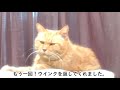 まったく馴れない猫！チャチャちゃんにウインクしてみました。