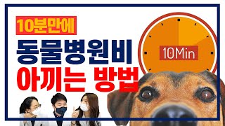 10분만에 동물병원 검사비 절약 팁 알려드립니다 [수의사가 정해드림] | 동물의사 Animal Doctor