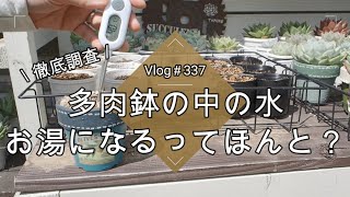 【Vlog337】【多肉植物】真夏の水やり🚿鉢の中の水お湯になるってほんと？【水やりを怖がらず環境を整えよう】【大人の自由研究】