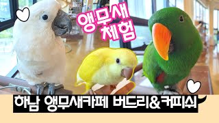 하남 앵무새카페 버드리\u0026커피쉬 🦜 사랑스러운 앵무새 체험해요~