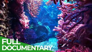 Adventure Ocean Quest: Fragile Mediterranean | Episode 3 | Free Documentary Nature