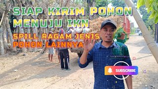 Kirim Ragam Pohon Besar Pengiriman Menuju IKN