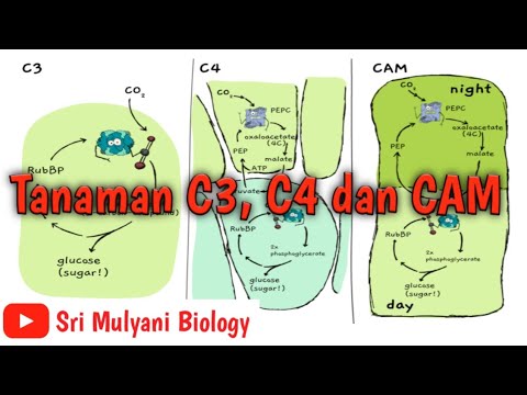 Tanaman C3, C4 Dan CAM - YouTube