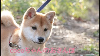 【豆柴】cocoちゃんの今朝のお散歩動画です