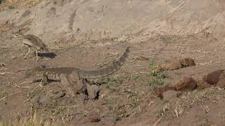 Botswana  Birds of the Chobe River 2019