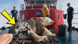 A polar bear injured by millions of barnacles was successfully rescued by a rescue tea