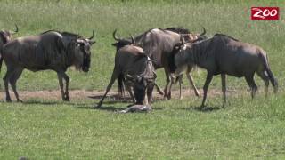 Wildebeest Birth at the Columbus Zoo