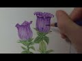 색연필 감성 꽃그림 보라색 벨 플라워 purple bell flower drawing with colored pencils