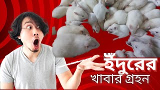 সুইস অ্যালবিনো ইঁদুরের খাবার গ্রহন এর নতুন ভিডিও  || New Video of Swiss Albino Rat Eating Food