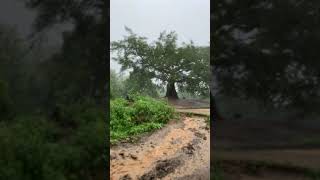 Marayan tong || Rainy day || বর্ষায় মারায়ানতং জাদি