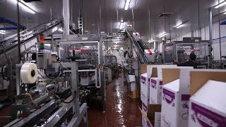 A Rare Inside Look Into the Kedem Winery