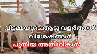 നമ്മുടെ ആടു വളർത്തലും വിശേഷങ്ങളും😍goatfarming