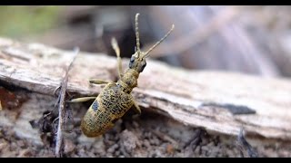 Rhagium mordax - Bockkäfer / Longhorn Beetle