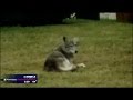 Frisco coyote attack on pet draws concerns